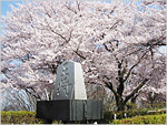 天童桜まつり