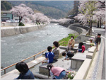 あつみ温泉 温海川河畔桜並木ライトアップ