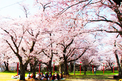 楯山公園　桜まつり