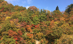 新宇津橋