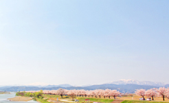 桜堤と月山を望む