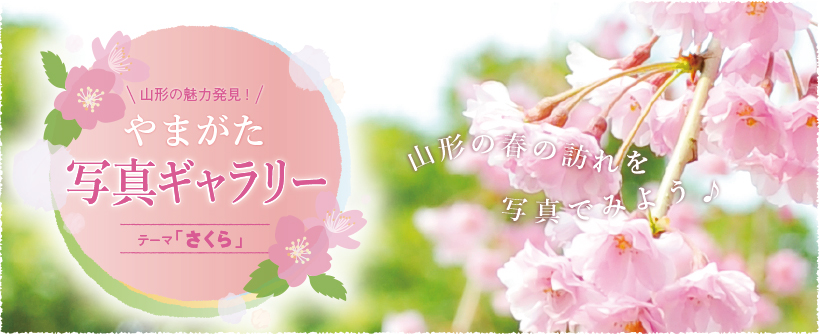 山形の魅力再発見。やまがた写真ギャラリー。テーマ「さくら」