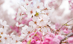 桜