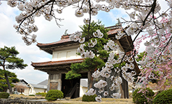 松山歴史公園の桜