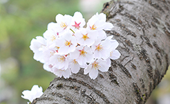 日和山公園の桜