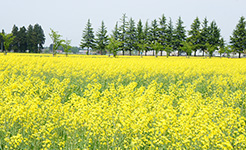 エコロジーガーデンの菜の花