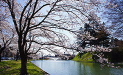 最上公園の桜