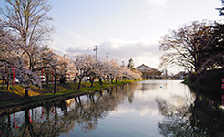 最上公園の桜