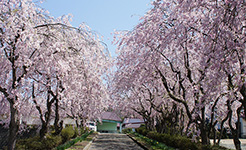 増田製作所の桜