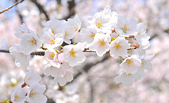 桜