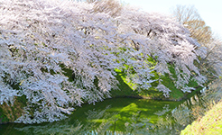 お堀と桜