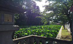 上杉神社の蓮