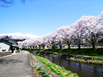 中山河川公園桜まつり