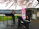 中山河川公園桜まつり