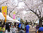 楯山公園桜まつり